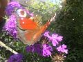 Natur 0050